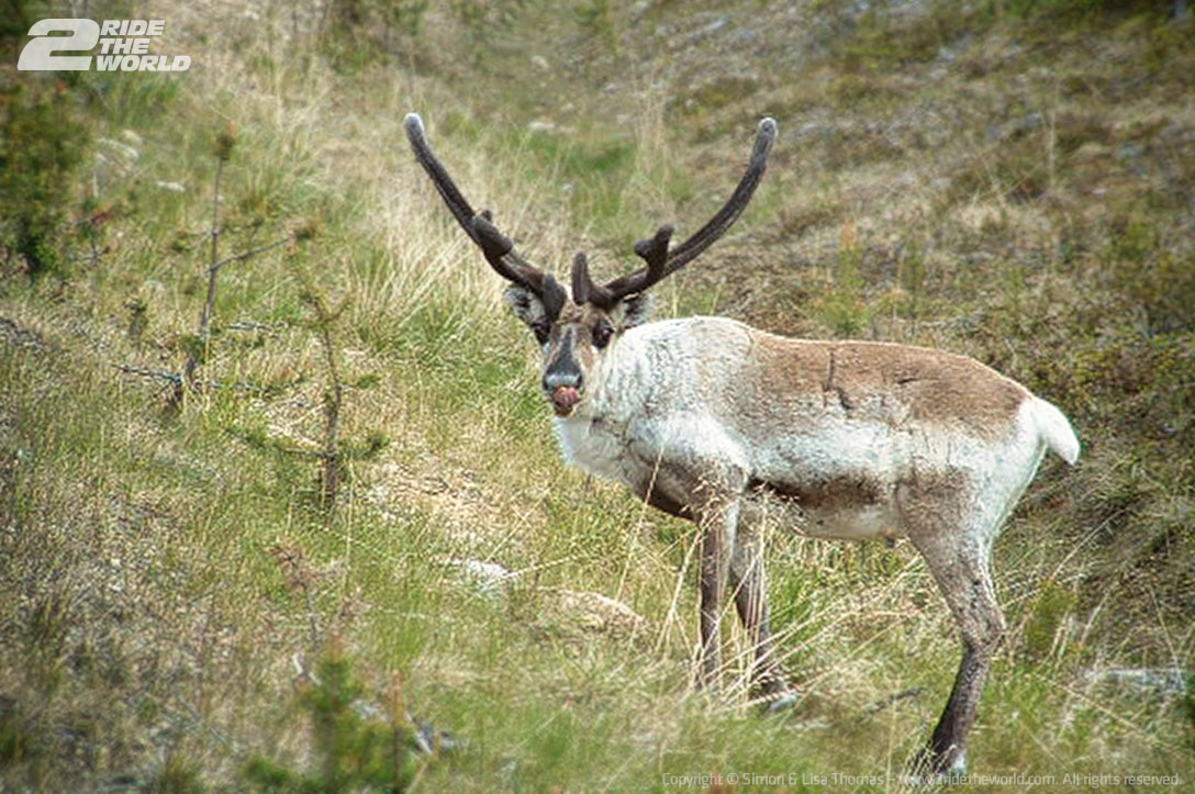 finland reindeer