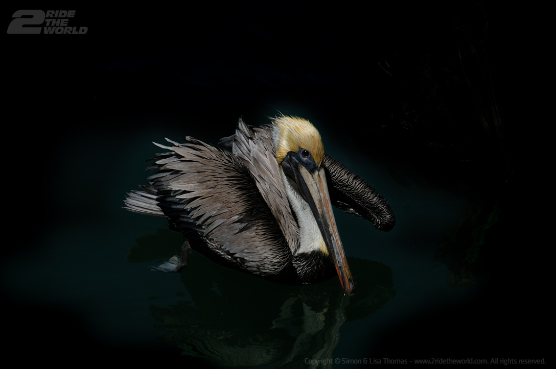 Puerto pelican